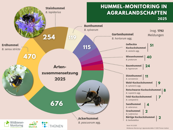 2025_Hummel-Monitoring_Hummel-Meldungen