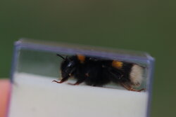 Galerie Hummel-Monitoring