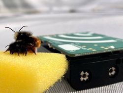 Akustik-Monitoring: Wie klingen Wildbienen?