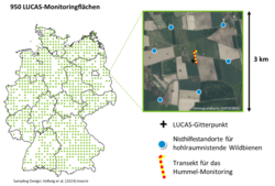 Grundlagen Wildbienen-Monitoring